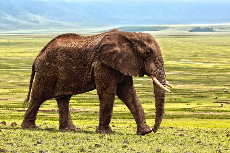 Safari in Serengeti